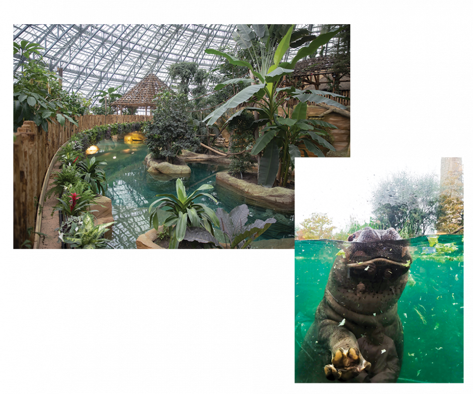 le-dome-equatorial-beauval-projet-refonte