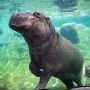 hippopotame Beauval