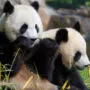 pandas projet Hôtels de Beauval