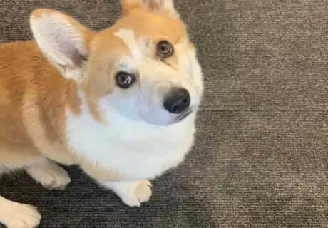 Photo d'un corgi