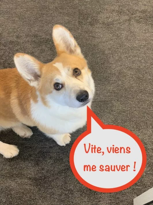 Photo d'un corgi avec une bulle de texte disant "vite, viens me sauver"