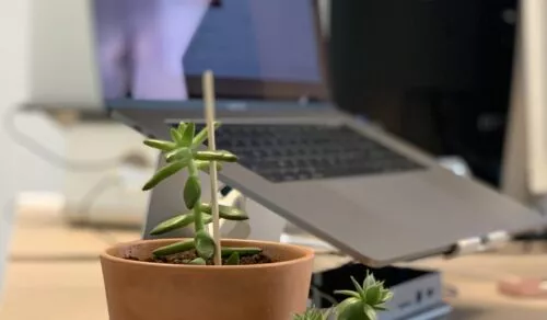 Des plantes sur un des bureaux de LunaWeb