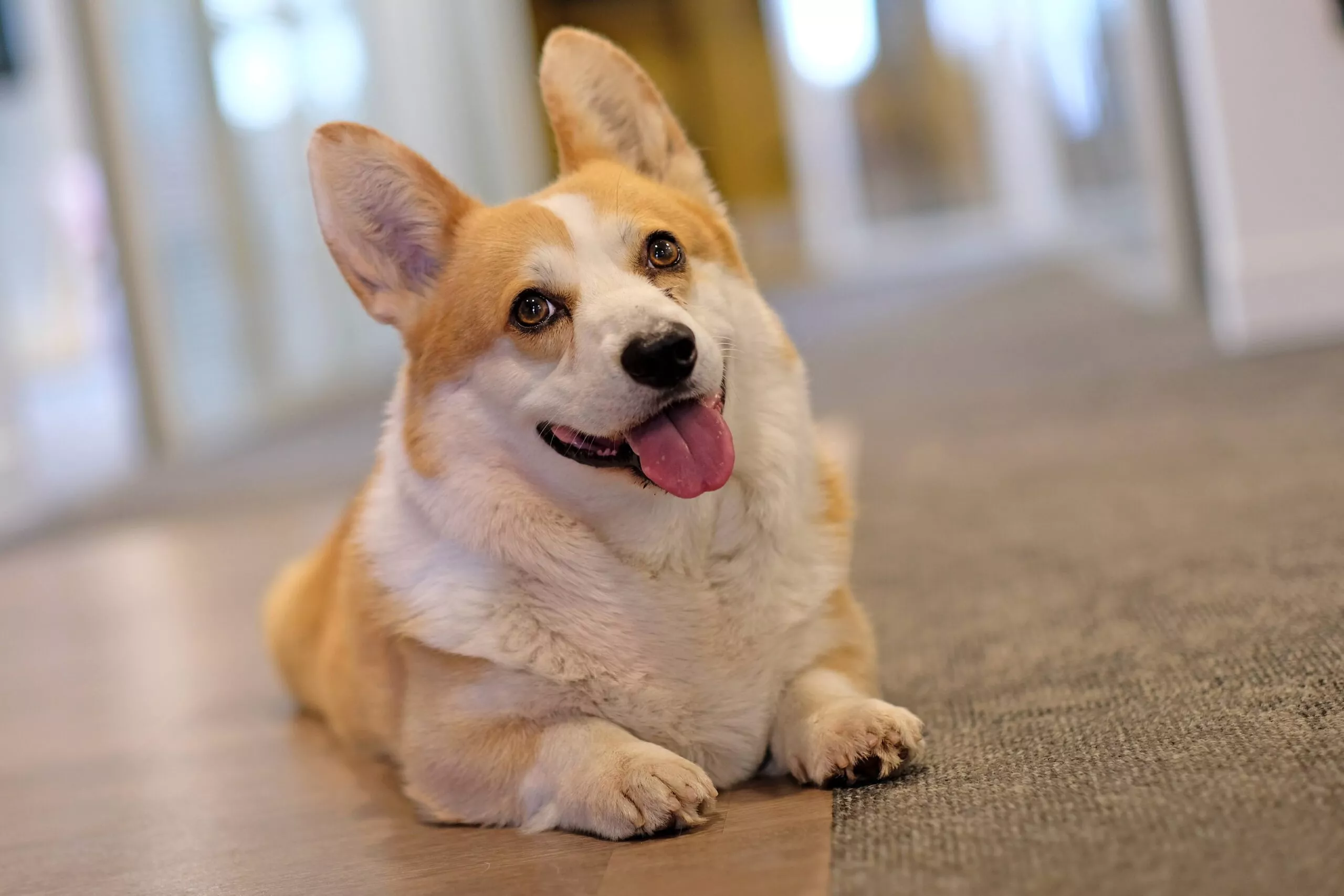 photo d'un corgi